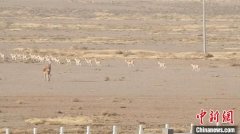 氣溫驟降 野生黃羊、蒙古野驢到中蒙邊境覓食成新年景觀西寧水保